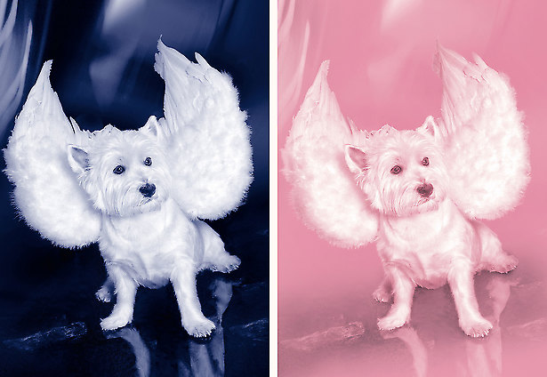 Kastration - Nr. FT 0026 von Franco Thamér | Werkschau 2015 bei Art-Everett.com